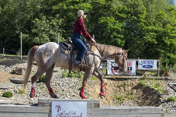 respectful-appaloosa-horse