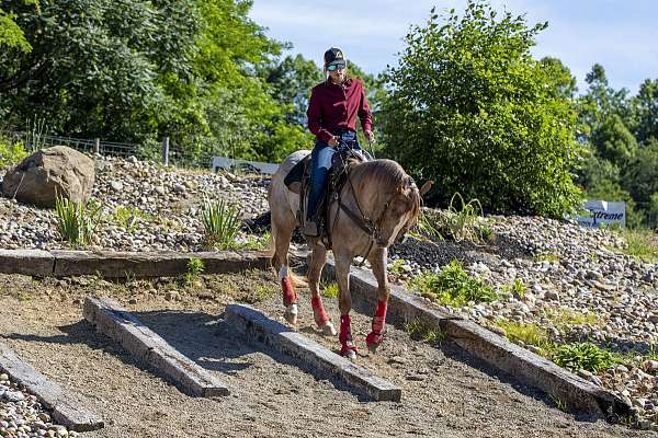 trouble-appaloosa-horse