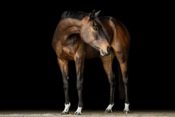 jumper-paint-thoroughbred-horse
