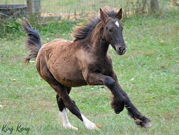 matching-rear-socks-blue-eyes-horse