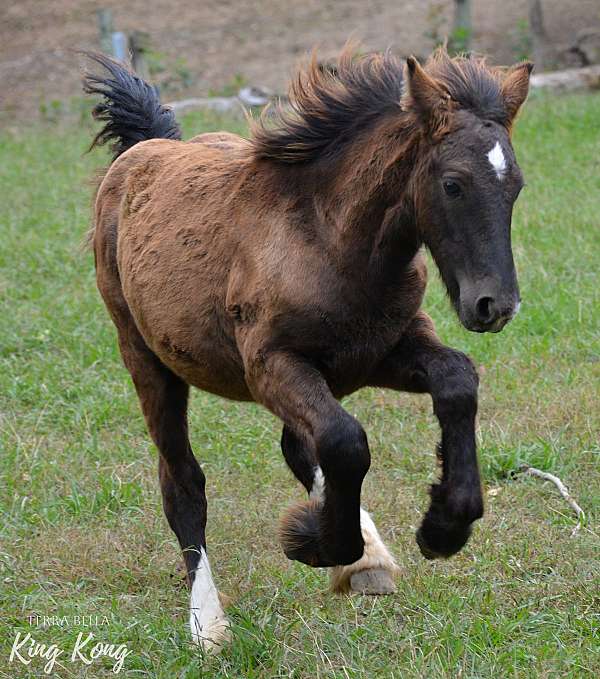 matching-rear-socks-blue-eyes-horse