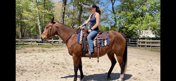 quarter-horse-mare