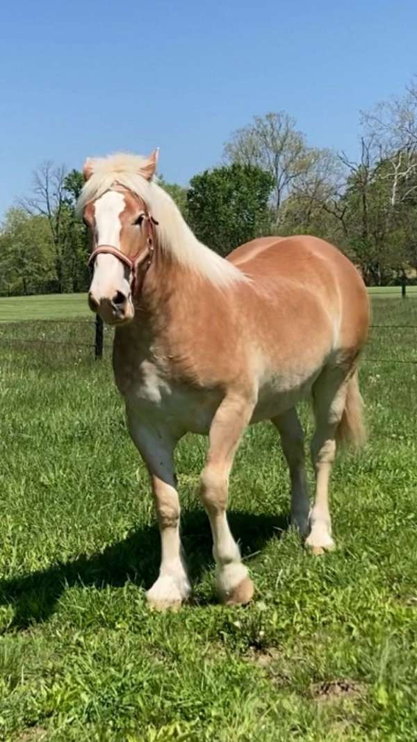 roan-white-gelding-for-sale