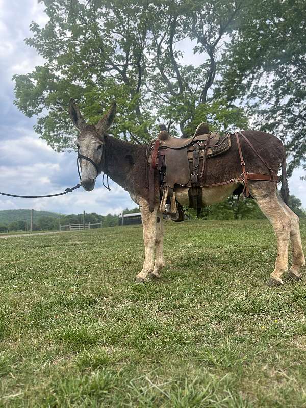 red-roan-roan-donkey-for-sale