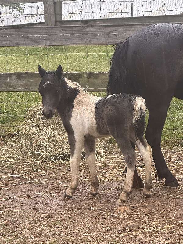 black-white-colt-weanling-for-sale