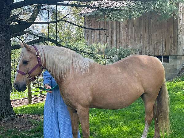 palomino-tennessee-walking-mare