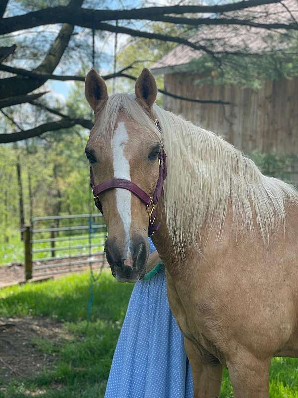 palomino-mare-for-sale