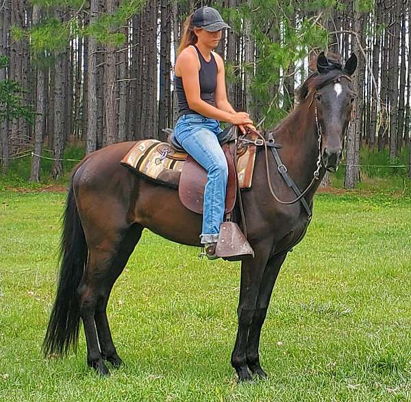 tennessee-walking-gelding