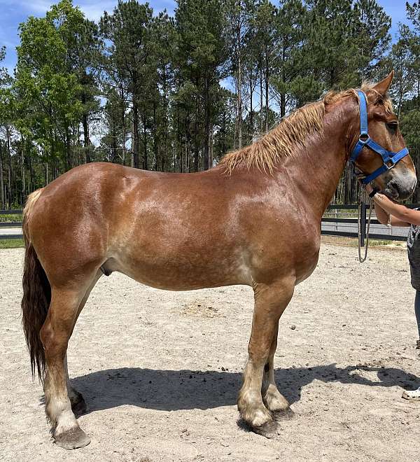 driving-belgian-quarter-horse