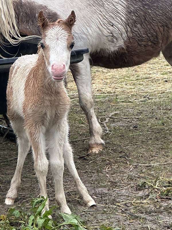 palomino-pinto-amha-amhr-colt