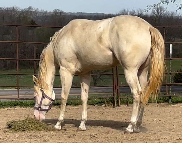 blue-eyed-quarter-horse