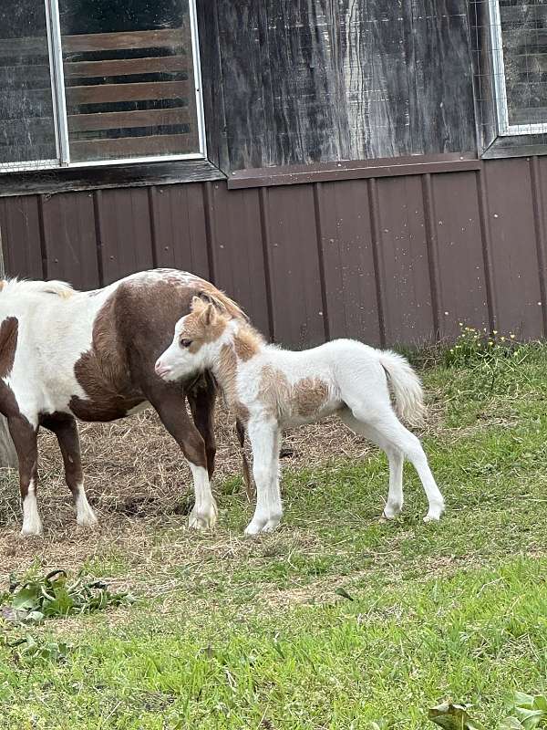 palomino-pinto-amha-amhr-horse