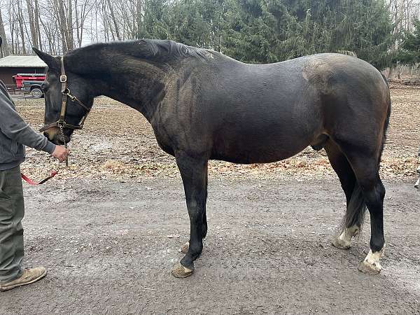 Dutch Warmblood for Sale