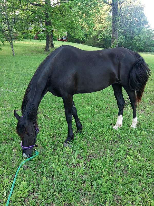 carting-saddlebred-horse