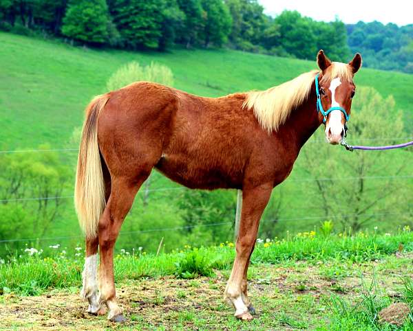 poco-stripe-quarter-horse