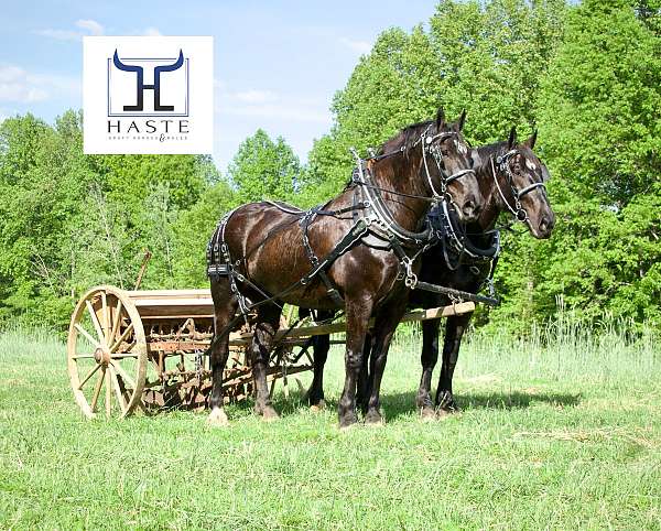 percheron-horse