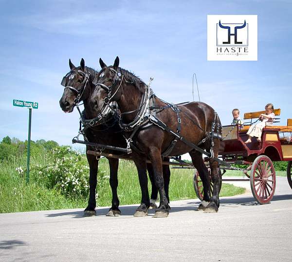 draft-percheron-horse