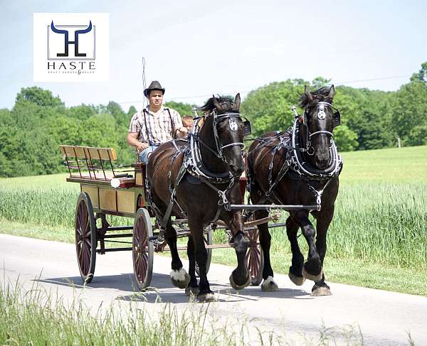 work-percheron-horse