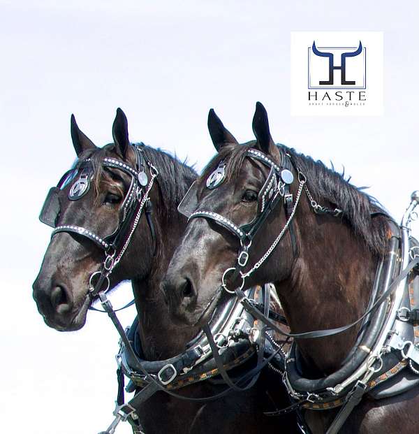 carriage-percheron-horse
