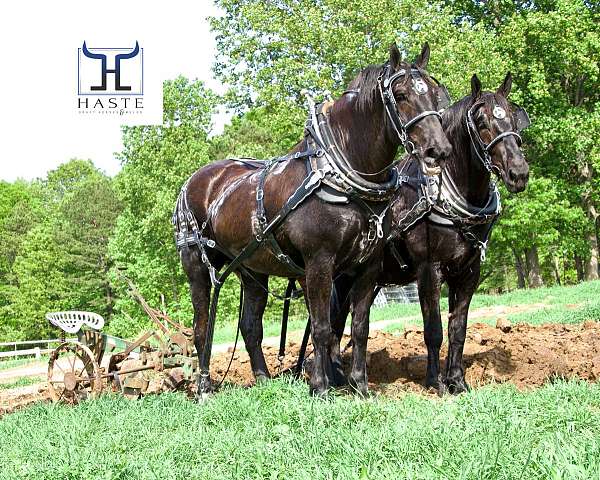 parade-percheron-horse