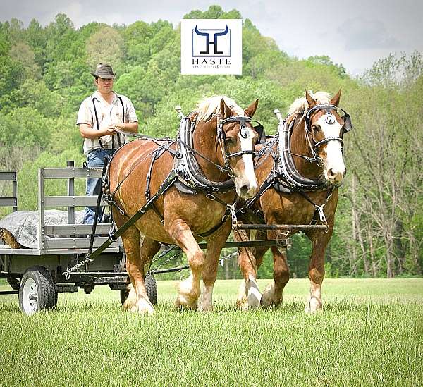 draft-belgian-horse