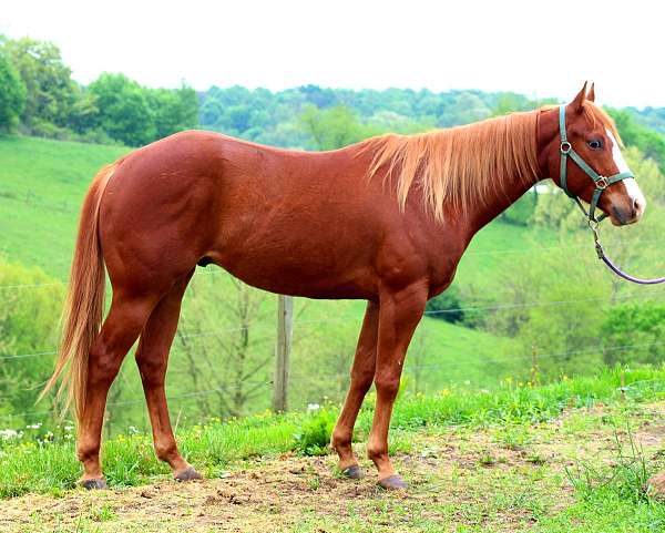 all-around-quarter-horse