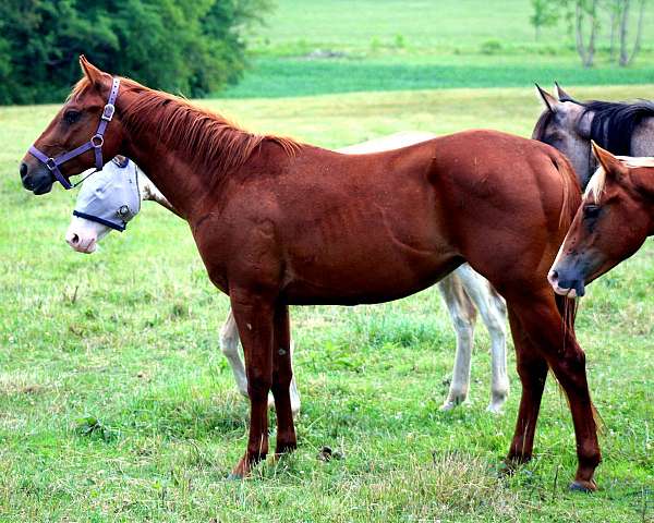 all-around-quarter-horse