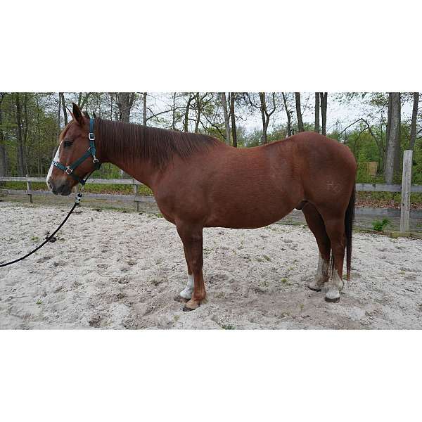 15-hand-quarter-horse-gelding