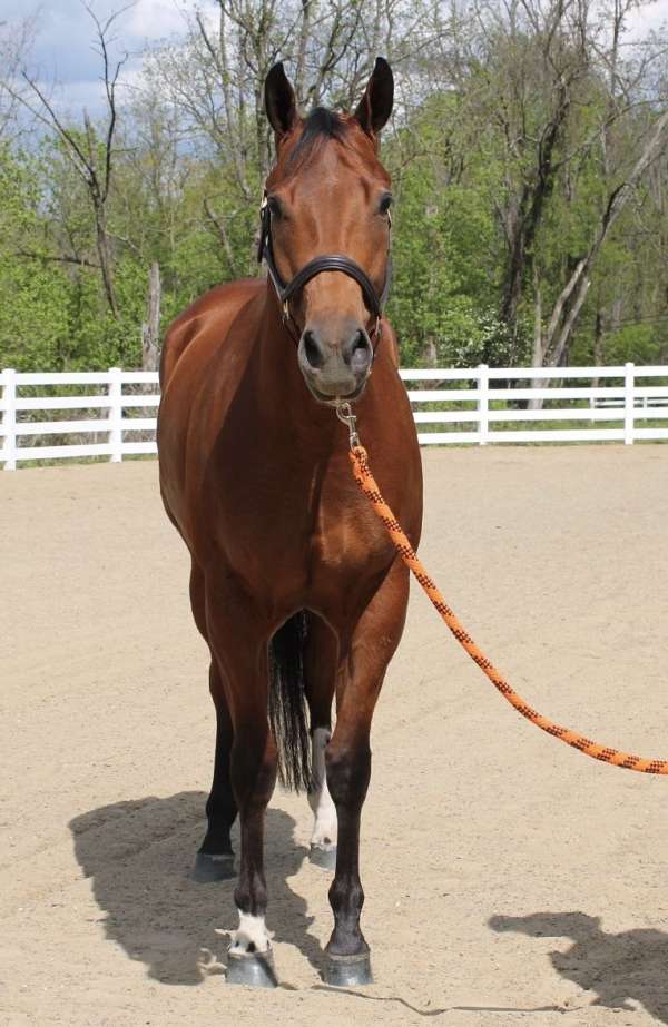 findlay-university-horse