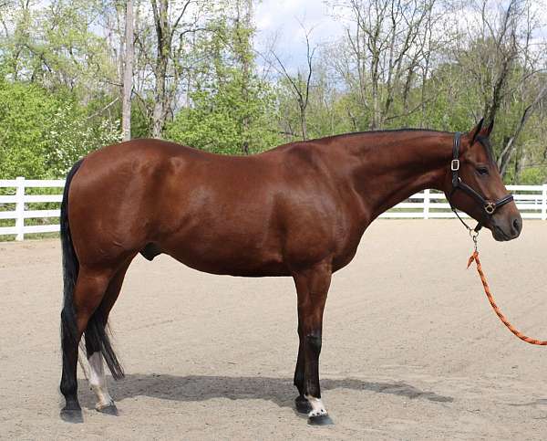 findlay-university-gelding