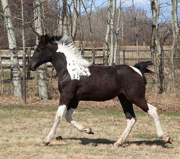 sporthorse-barock-pinto-horse