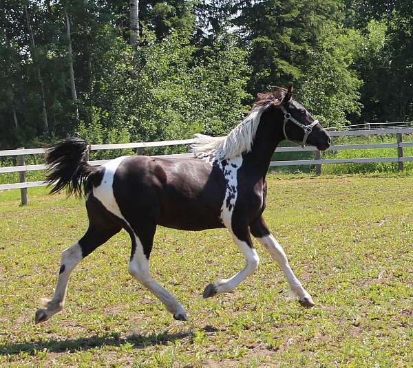 sporthorse-barock-pinto-horse