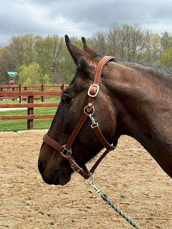 standardbred-horse