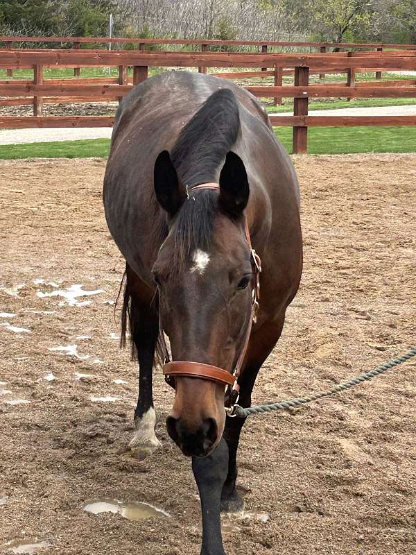 standardbred