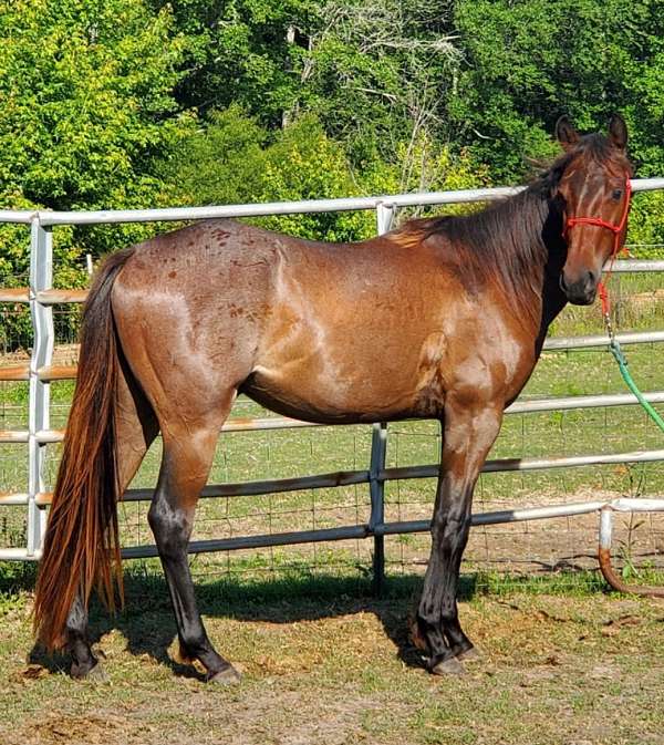 aqha-buckskin-quarter-horse