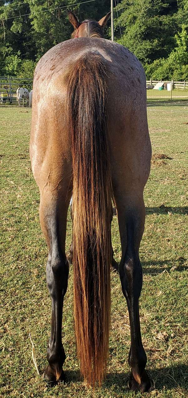 buckskin-filly-quarter-horse