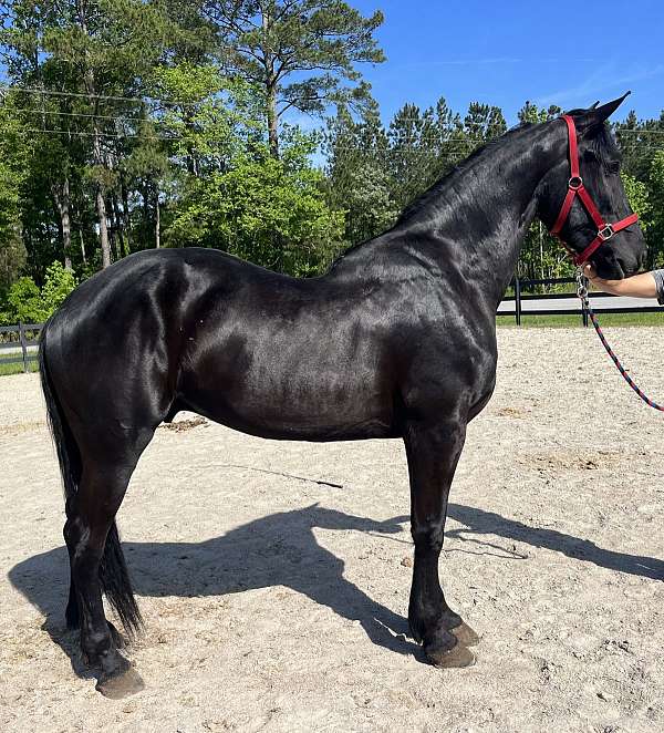 black-friesian-gelding