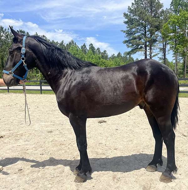 black-percheron-gelding