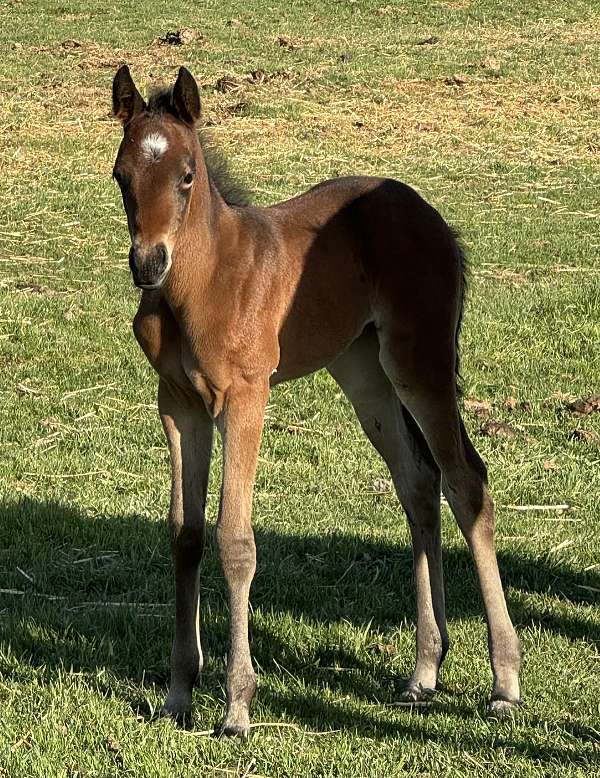 bay-roan-heel-pony