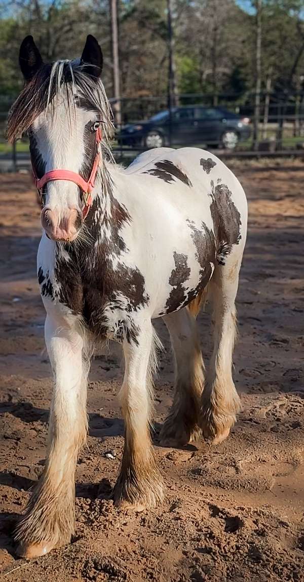 gvhs-gypsy-vanner-colt-yearling