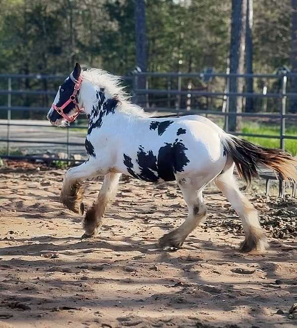 gypsy-vanner-colt-yearling