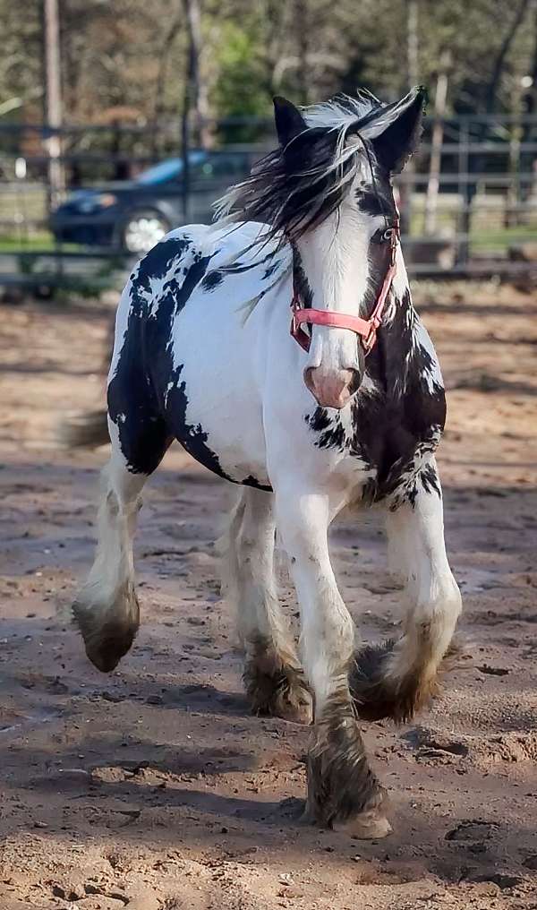 black-white-tobiano-horse