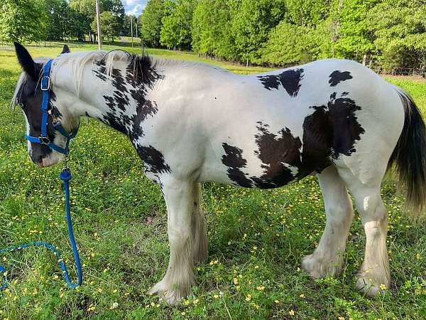 tobiano-gypsy-vanner-colt