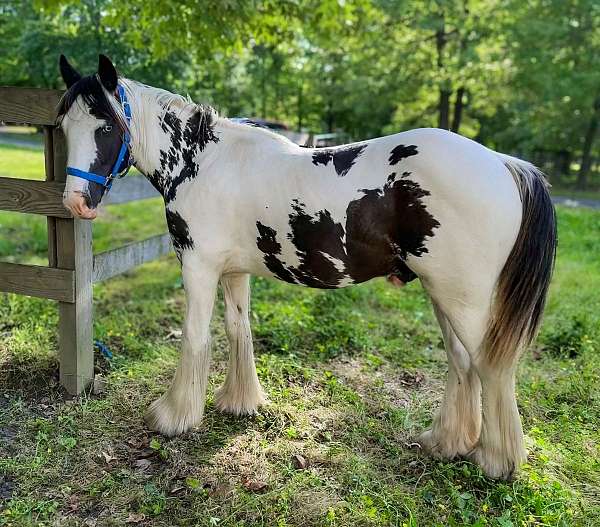 black-white-tobiano