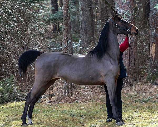 started-under-saddle-harlequin-morgan-horse