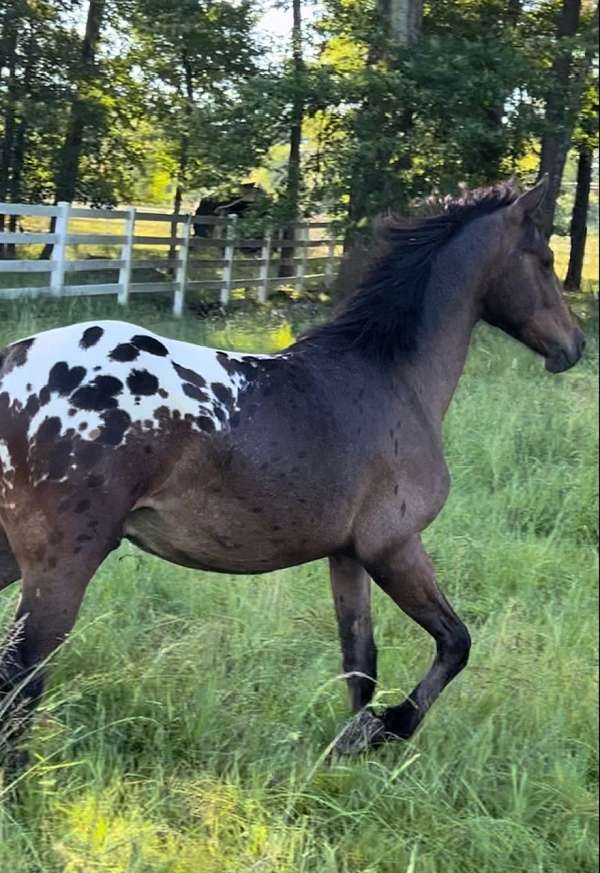 spotted-horse-warmblood