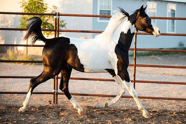 2023-foals-pinto-horse