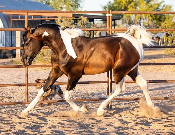 arabains-pinto-horse