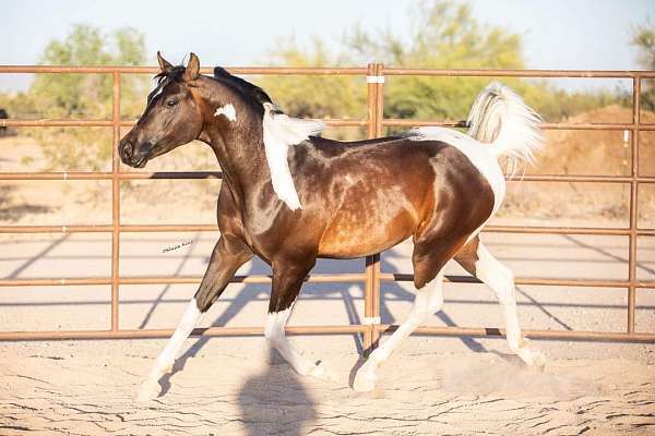 half-arabians-pinto-horse