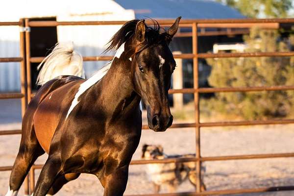 arabains-pinto-horse